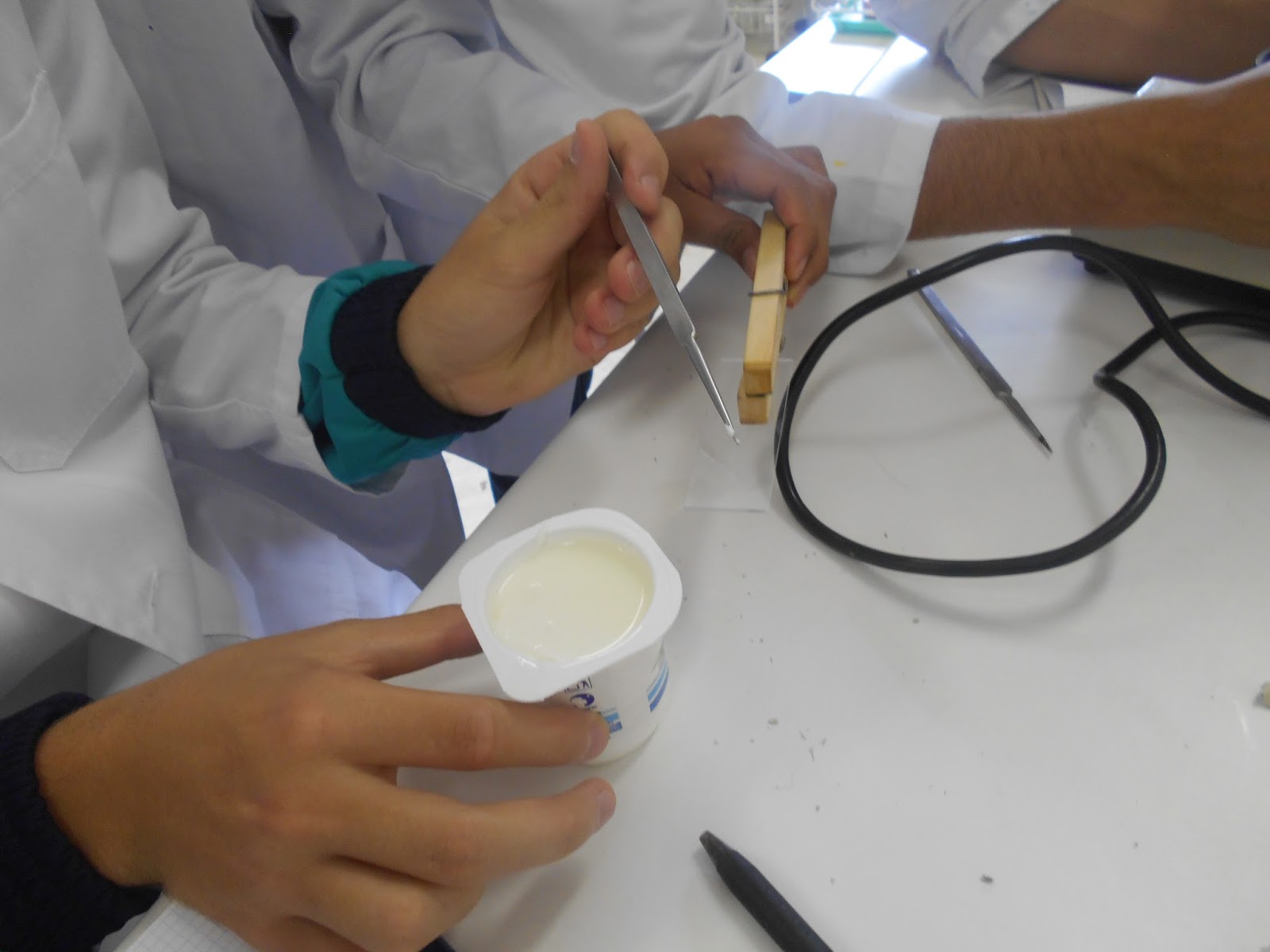 CIENCIABF LAS BACTERIAS DEL YOGURT