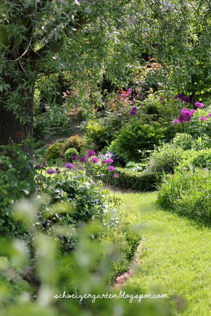Purpur Wunderkugeln Der Zierlauch Ein Schweizer Garten