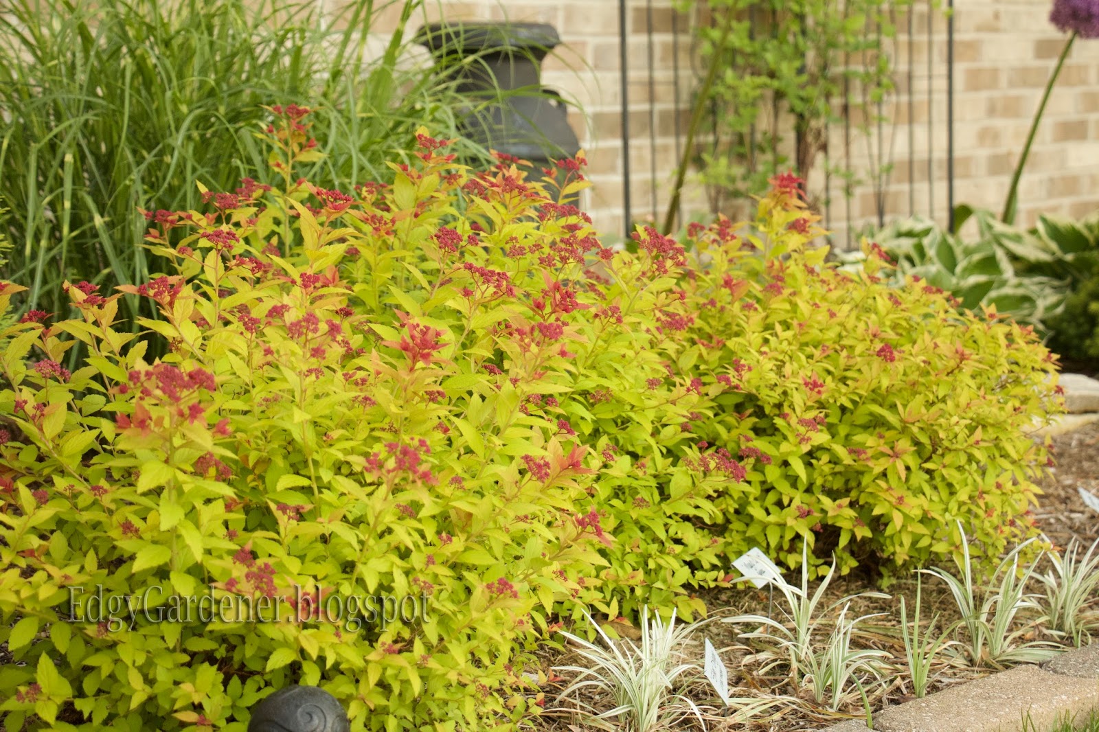 How To Grow Spiraea Japonica Goldflame The Garden Of Eaden