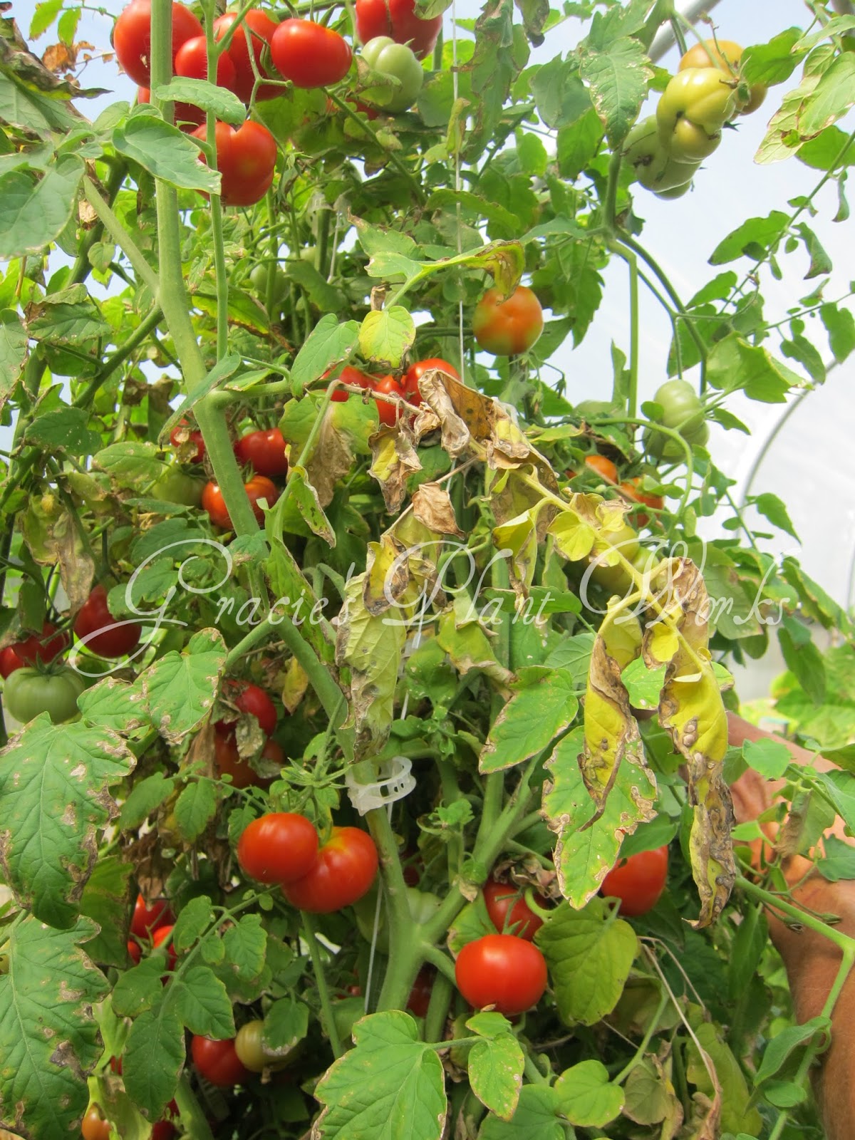 Gracie's Plant Works Shine on, Harvest Moon