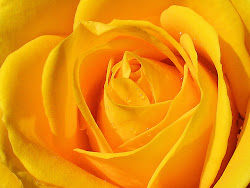 yellow roses wallpapers rose flowers flower resolution backgrounds desktop watching