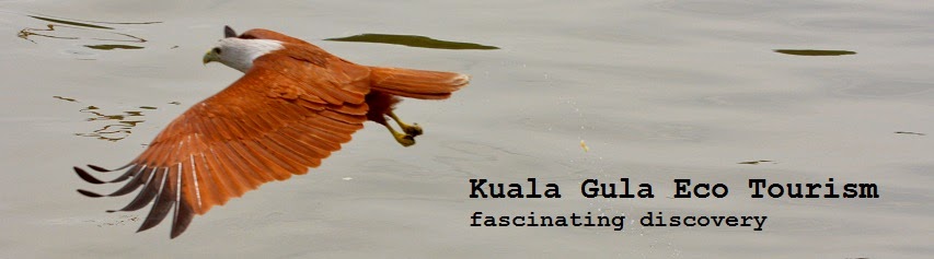Kuala Gula Ecotourism