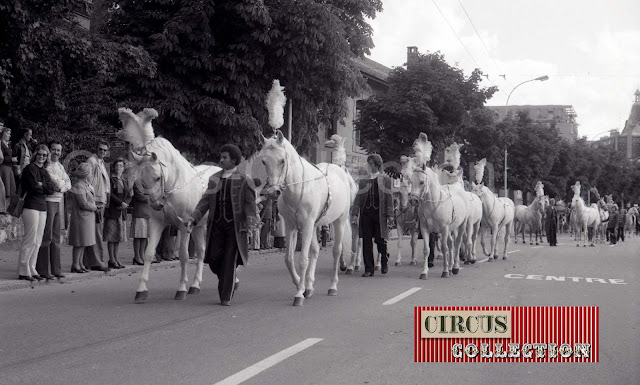 les etalons lipizzans du Cirque Knie 