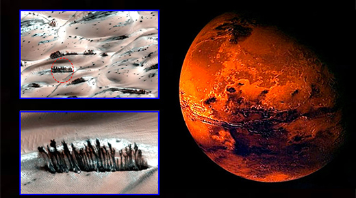 Árboles creciendo en la superficie de Marte revelan masivo encubrimiento de la NASA Mars-trees