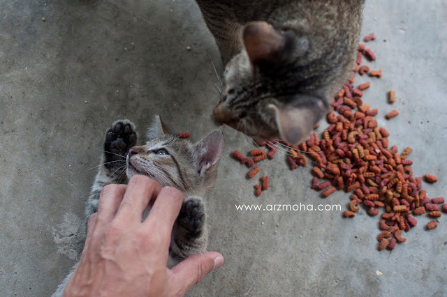 gambar anak kucing comel, anak kucing hilang, seronok bela kucing, seronok beri makan kucing, gambar anak kucing coeml dan manja,