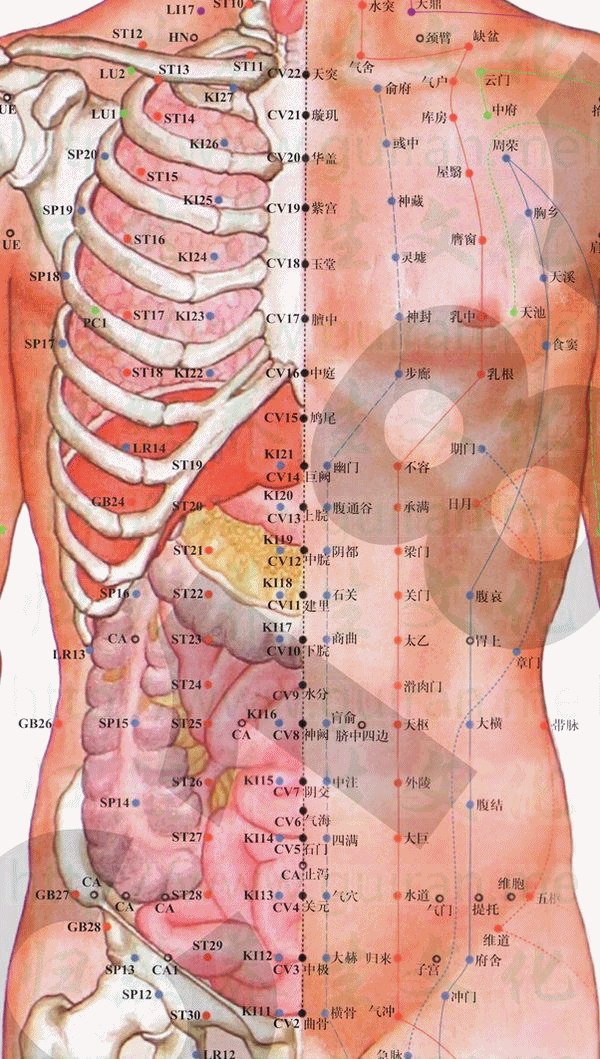 胸鄉穴位 | 胸鄉穴痛位置 - 穴道按摩經絡圖解 | Source:zhentuiyixue.com