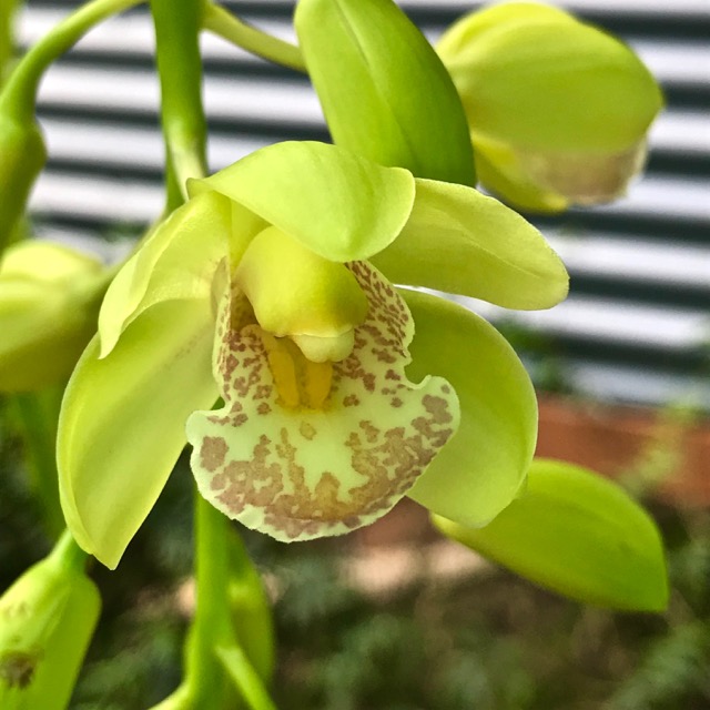 Rustnstuff Orchids, rainbows and winter morning light