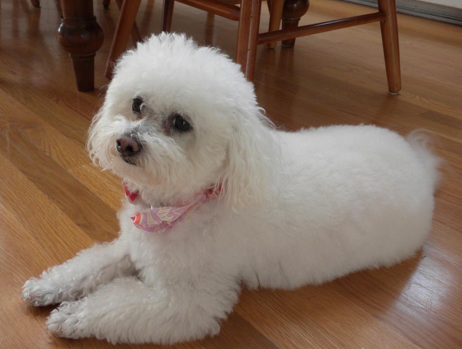 Kleine Bis Mittelgroße Hunderassen, die bellen nicht Hunde Welpen