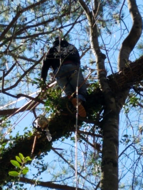 atlanta tree service