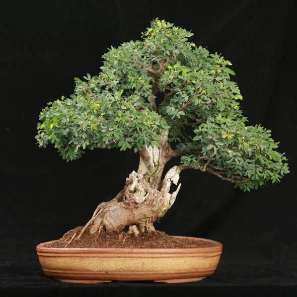  Cara Pembuatan Bonsai Asam Dari Biji