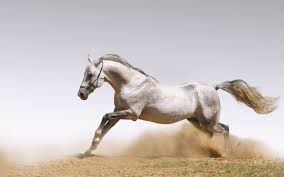 Latest Wallpaper And Photos Free Download Horse Images In Hd