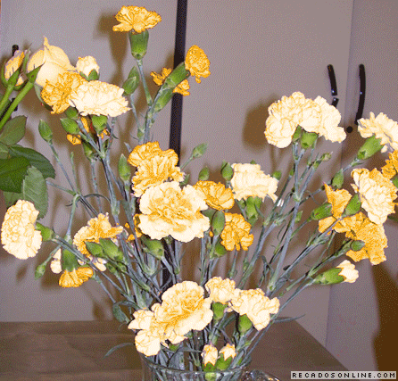 flores%2Bcravo%2Bflores.gif