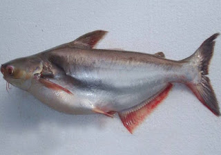 Kandungan Ikan Patin - Gambar dan klasifikasi