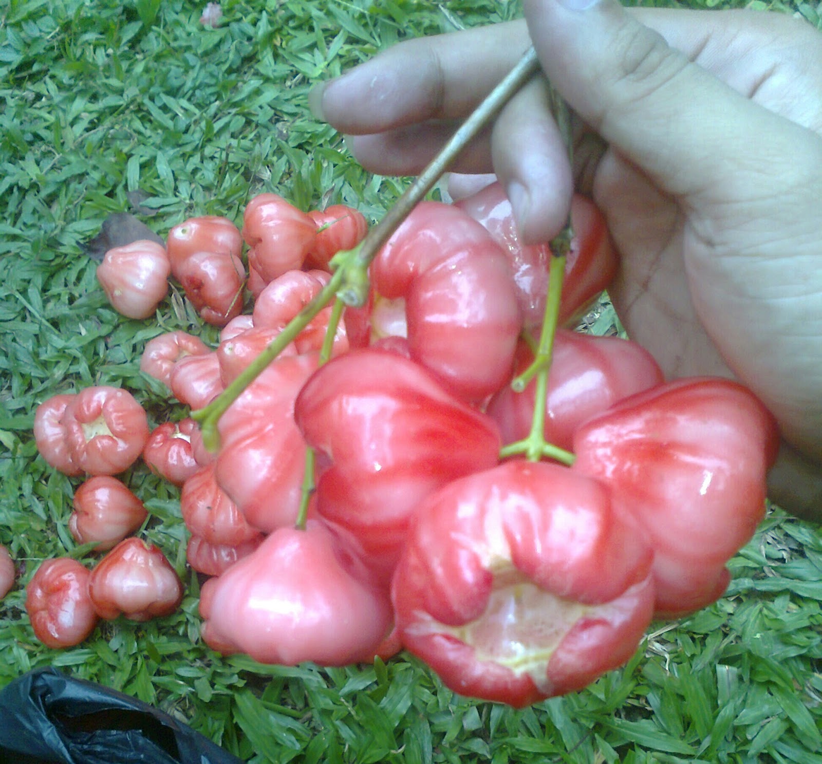 Benefits of Water Apple / Rose Apple for Losing Weight, Women Pregnancy