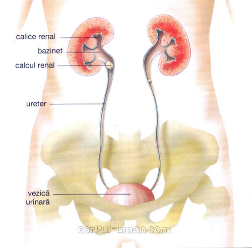 dureri inghinale la bărbați prostatita dimensiunile prostatitei sunt normale