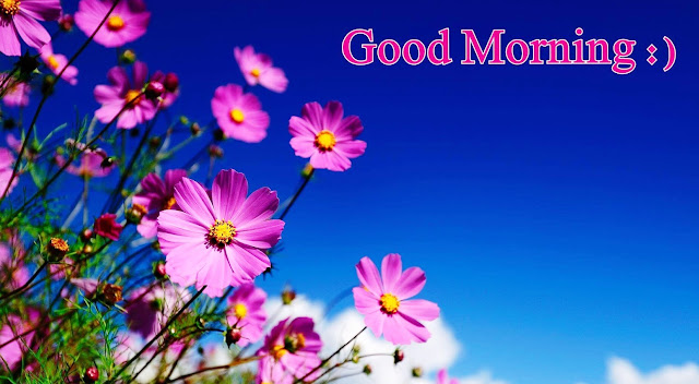 good morning flowers pictures good morning flowers pictures