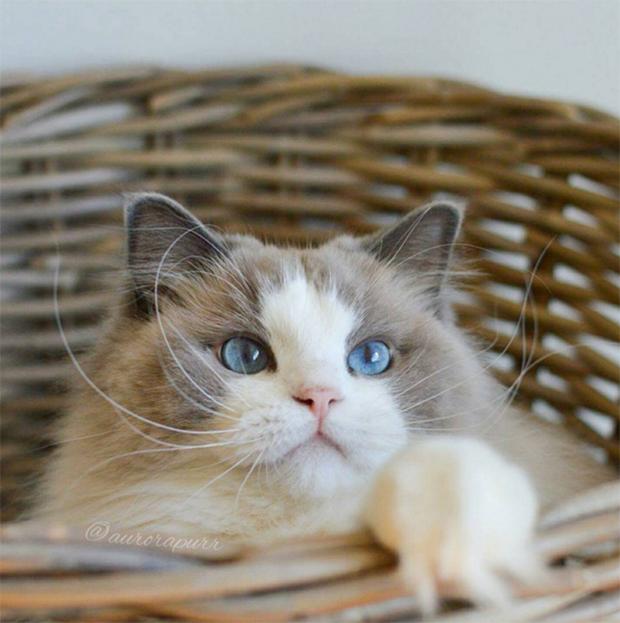 Ngắm nhìn em mèo tiểu thư sang chảnh nhất thế giới
