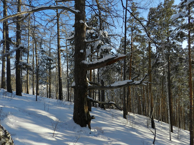 Причудливое дерево по пути на вершину Сугомака
