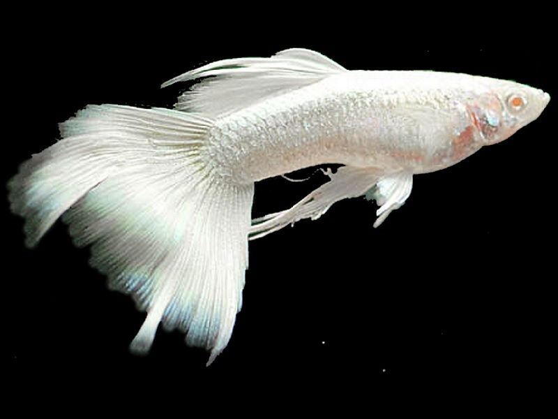 Gambar Jenis Ikan Guppy Import - Ikan Guppy Import Albino Full White / AFW