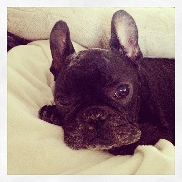 LeRoy, black french bulldog