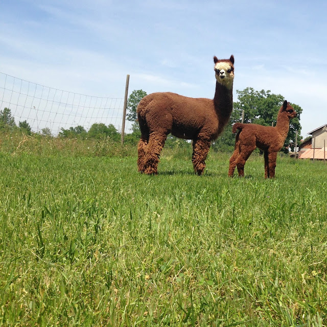 Piccolo Alpaca Blog Orlando Piccolo Alpaca