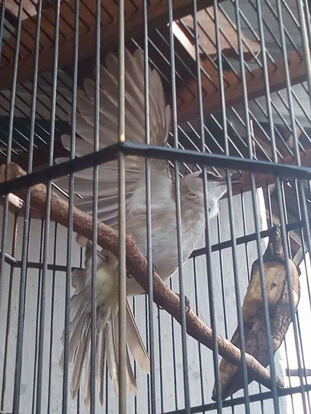 Semua Tentang Burung Trucukan