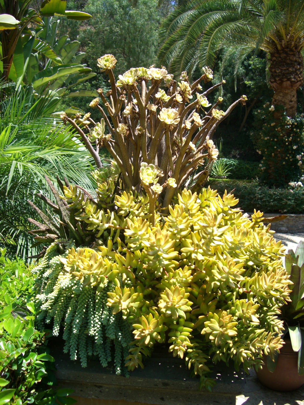 Environmental Concept- Earth-friendly Landscapes: Succulent Gardens