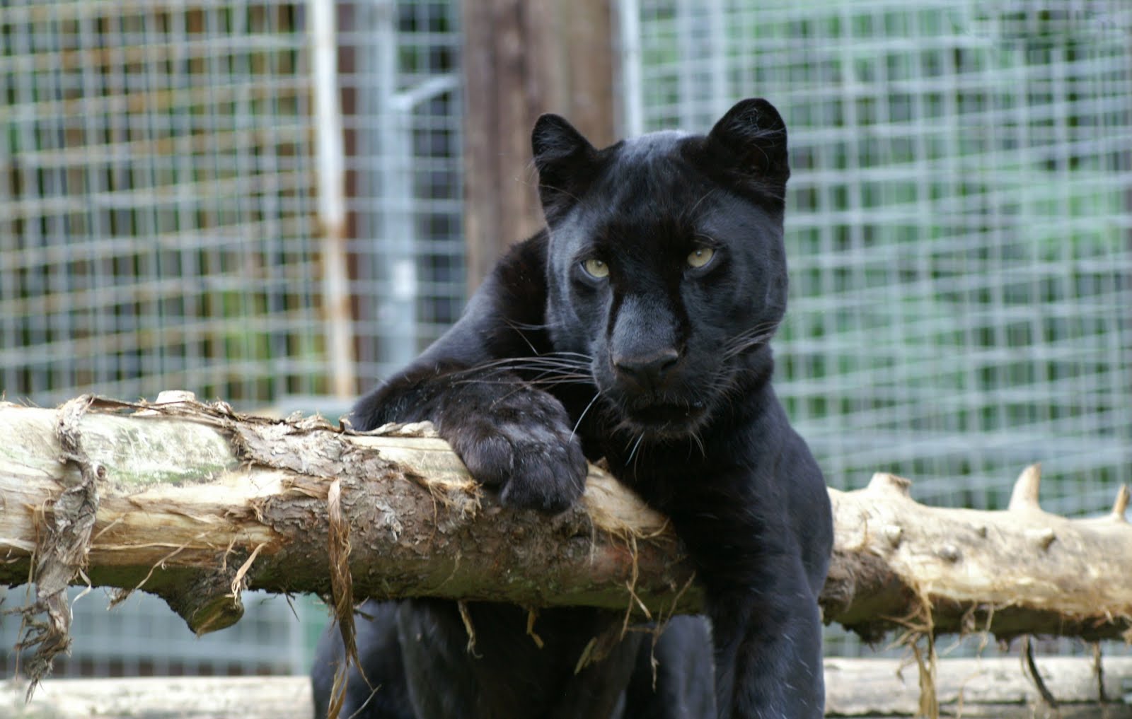 All In One Lovely Desktop & Mobile Wallpapers Black Big Cats Wallpapers