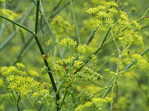 Desde el postiguillo Hinojos, carrizos y cañas.