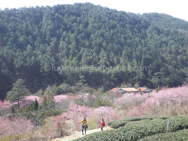 Wuling Farm cherry blossoms