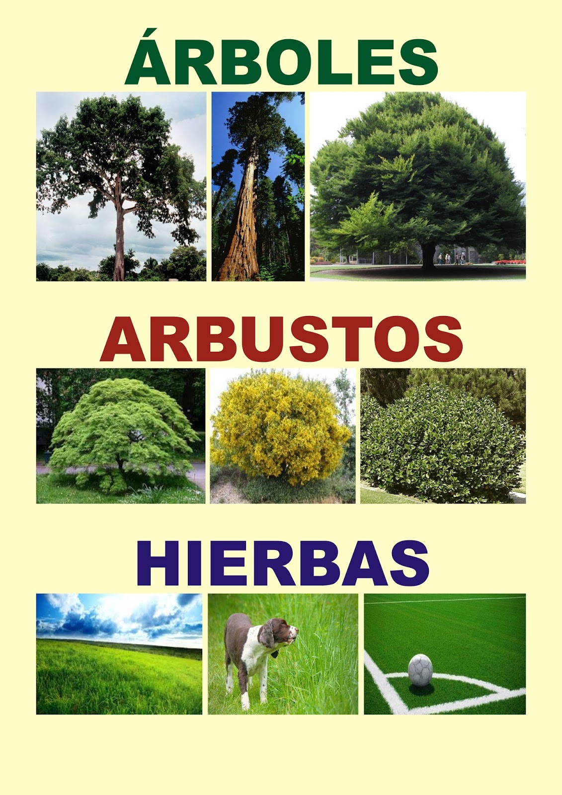 Material Educativo: Afiche de ÁRBOLES ARBUSTOS HIERBAS