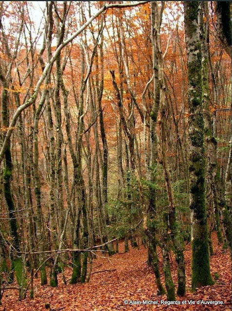 Couleurs d'automne, arbres, troncs, feuilles, forêts, bois.