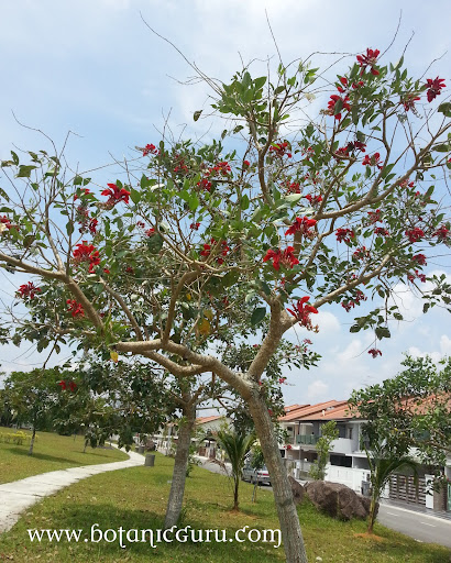 Erythrina fusca, Chekring, Coral Bean, Purple Coral-tree