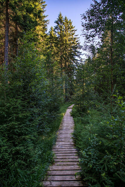 Rundweg Eckerstausee  Wanderung Bad Harzburg 11