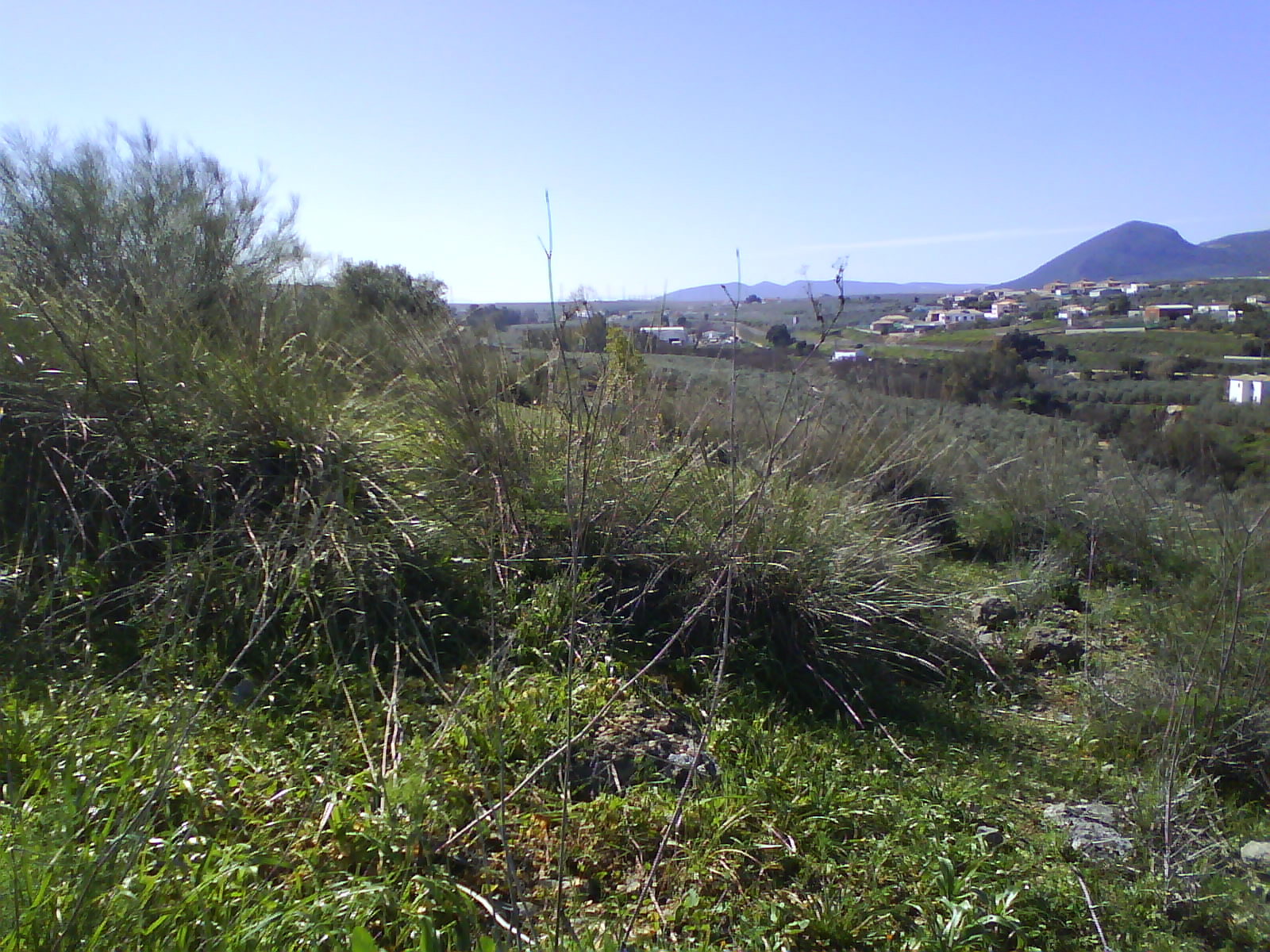 CRÓNICAS DE CASARICHE 1CASARICHE