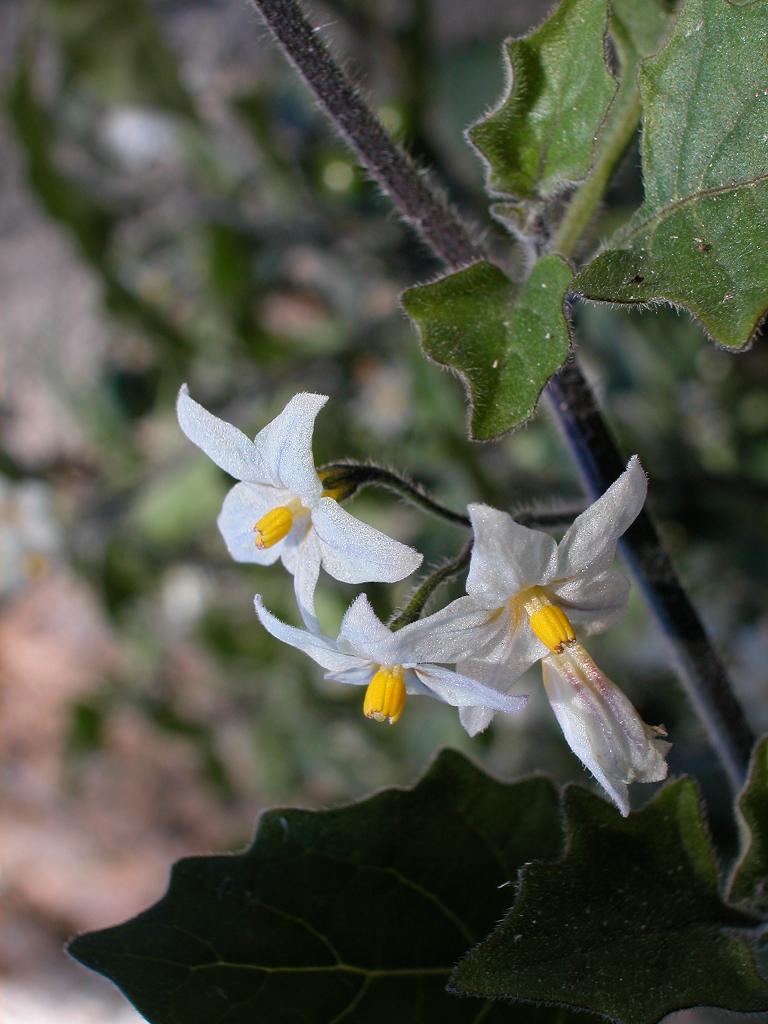 BIODIVERSIDAD COSTA GRANADINA Y... Tomatillos del diablo, hierba mora
