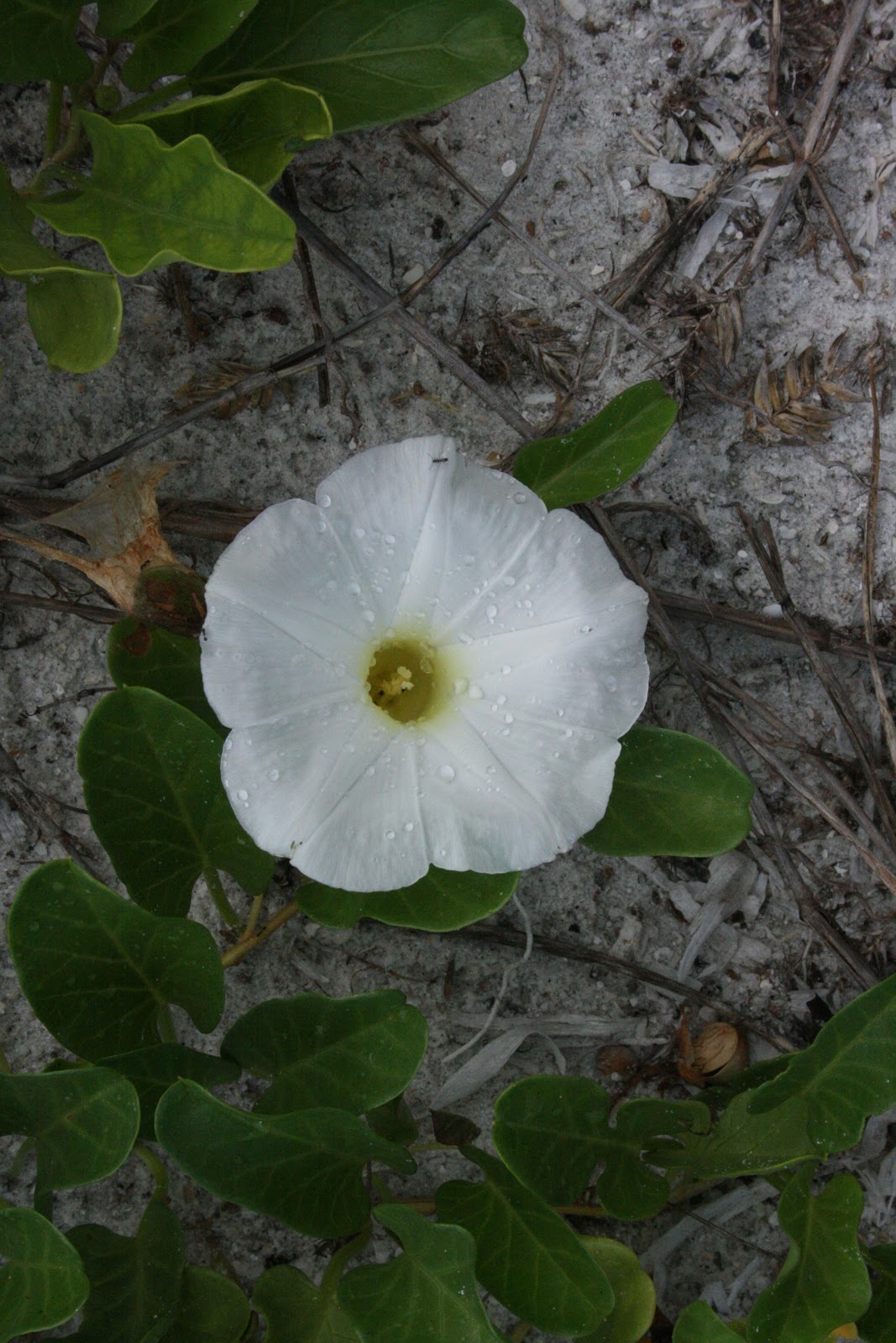 Native Florida Wildflowers Beach Morning Glory Ipomoea imperati