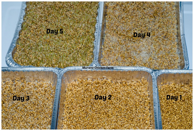 Growing fodder for chicken feed (cheaply) Murano Chicken Farm