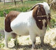15 jenis kambing yang cocok untuk dibudidayakan atau dipelihara