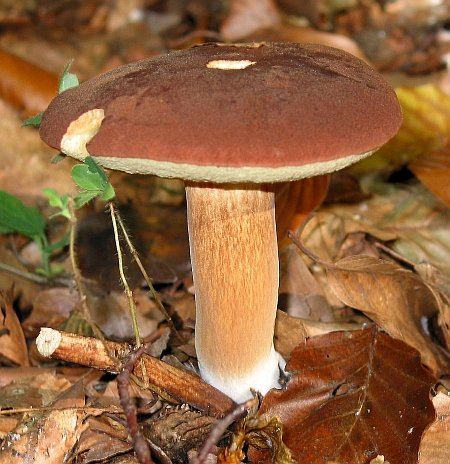 badius boletus mushroom bolete mushrooms bay wild fungus fungi tends yellowish underside forest fr ecosystem mycotopia luteus suillus attached thumbnails