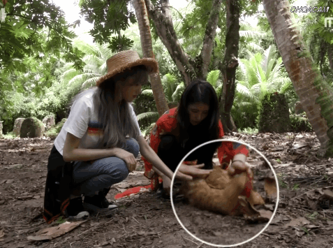 닭 잡은 미주  루다