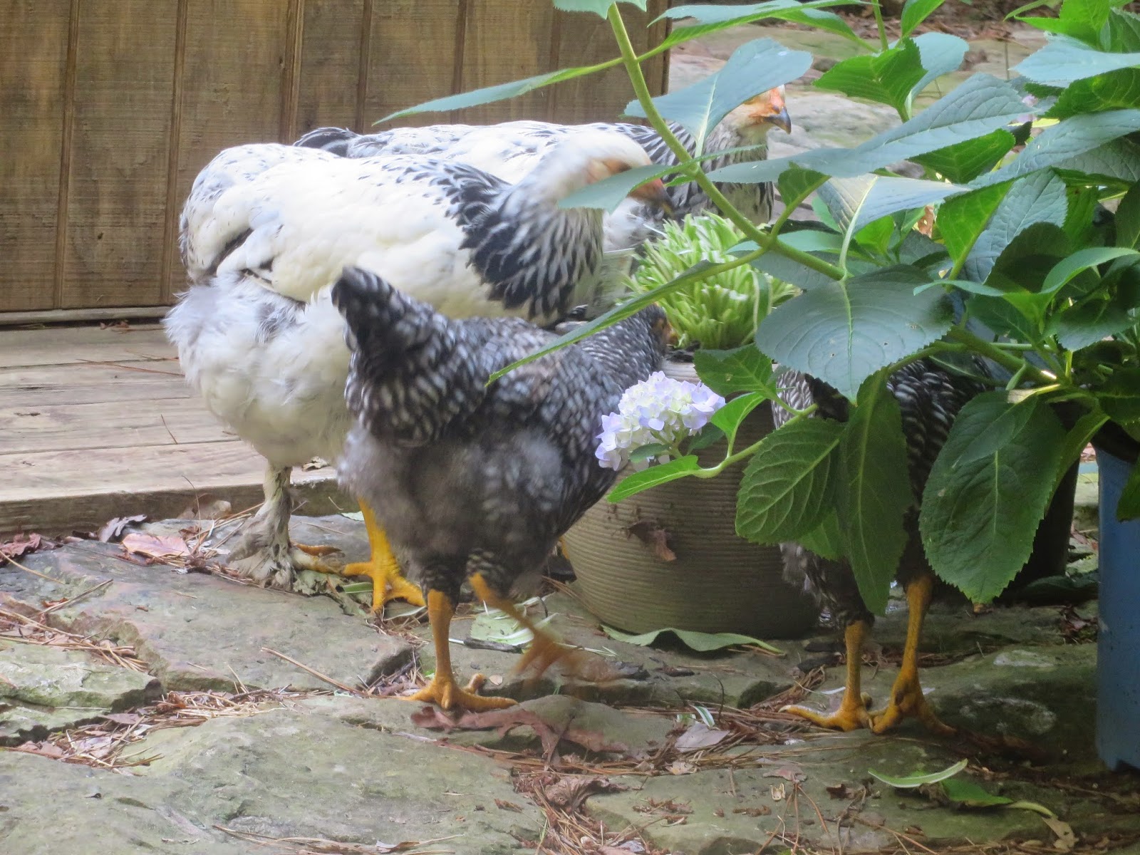 PrunePicker Chickens eat flowers and flower plants!