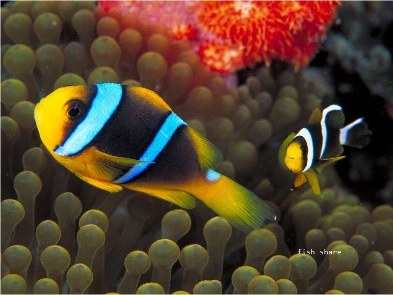 Ikan Hias Aquarium Terindah Di Dunia