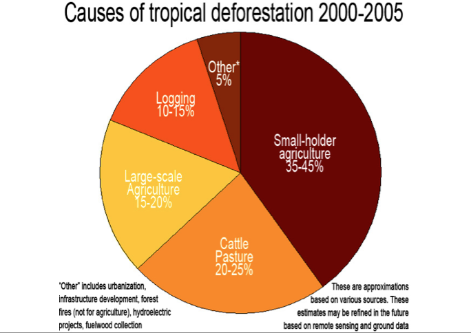 Tropical Rainforest of Australia: Tropical Rainforest of Australia