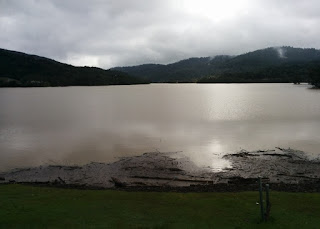 Logs washed to the shore of the Lexington Reservoir, brown water under a gray sky, Los Gatos, California