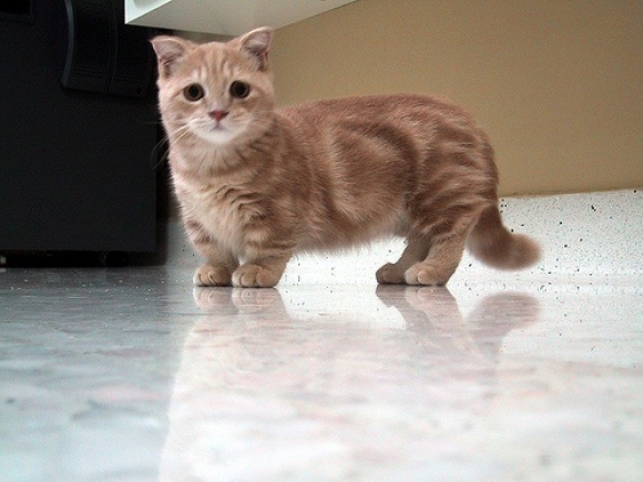 Jual Kucing Munchkin Hewan Indonesia Dan Jual Beli Jual Kucing Munchkin Hewan Indonesia Dan Jual Beli
