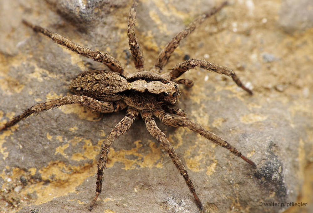 Nature photos from an Amateur Naturalist Valle Gran Rey, La Gomera