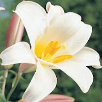 http://www.tokobungaananda.com/