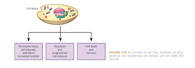 Outcomes of cell injury: reversible cell injury, apoptosis and programmed cell removal, and cell death and necrosis.