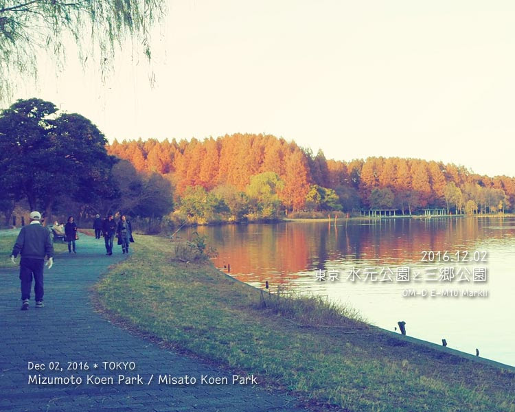 水元公園と三郷公園の紅葉